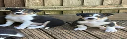 Border Collie dogs for sale: Boarder collie  - Advert 1