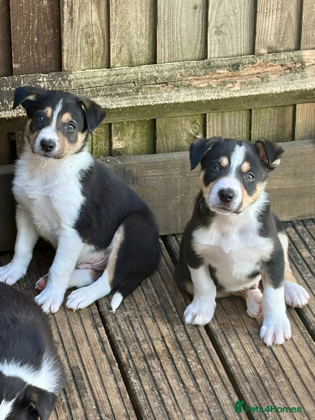 Border Collie dogs for sale: Boarder collie  - Advert 1