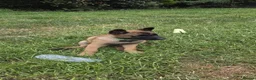 Belgian Shepherd Dog dogs for sale: Belgian Sheperd Malinois  in Nottingham - Advert 4