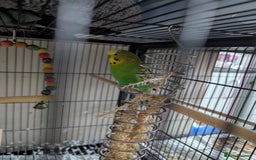 Cockatiels birds for sale: Cockateil and budgie with cage and accessories  - Image 2