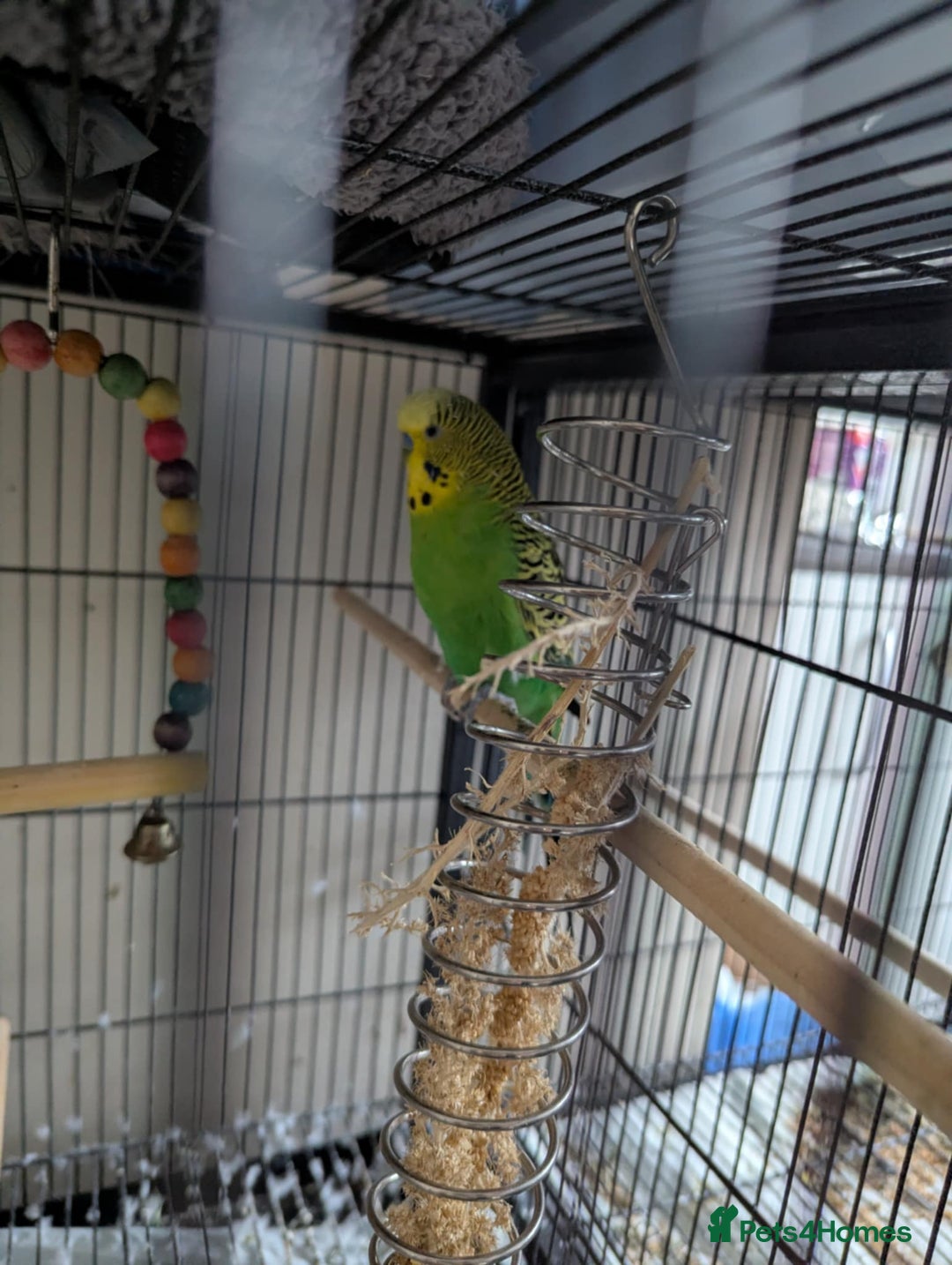 Cockatiels birds for sale: Cockateil and budgie with cage and accessories  - Image 2