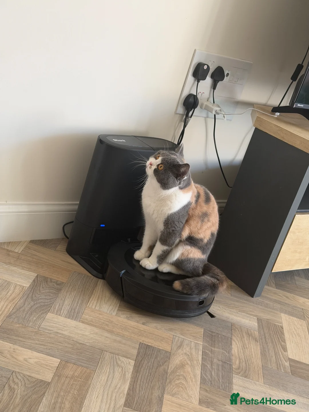 British Shorthair cats for sale: British Shorthair Retired Female - Advert 3