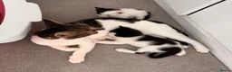 European cats for sale:  Two Kittens Looking for loving Home! 🏡❤️ - Advert 11