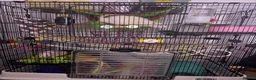 Rat rodents for sale: 2 male rats for sale  in Manchester - Advert 3
