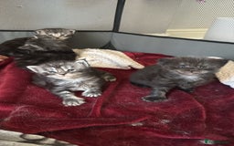 Maine Coon cats for sale: Russian XL maine coons looking HOME!❤️❤️❤️ - Image 8