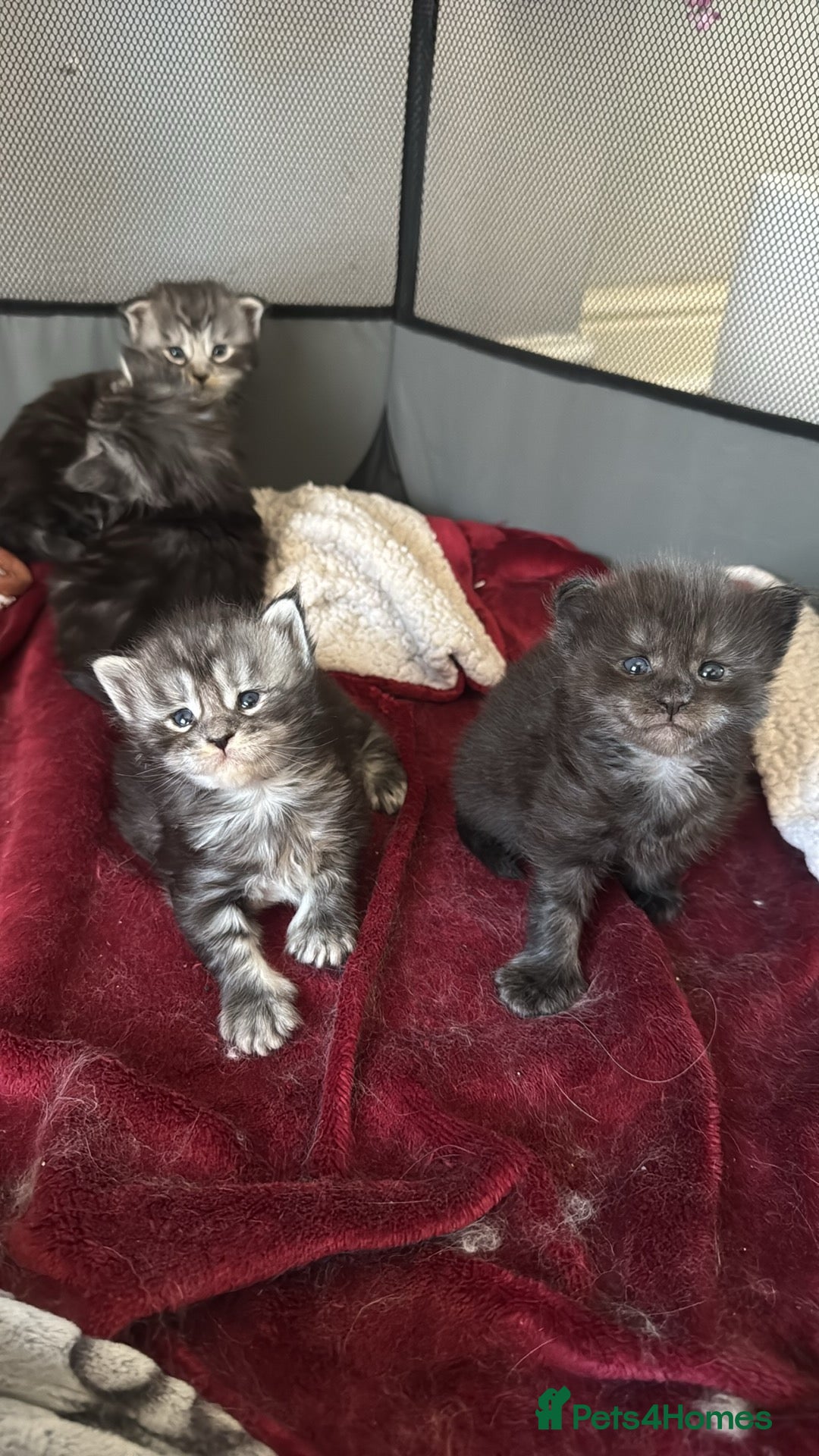Maine Coon cats for sale: Russian XL maine coons looking HOME!❤️❤️❤️ - Image 8