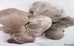 Miniature Dachshund dogs for sale: Miniature Dachshund puppy’s  - Image 3