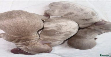 Miniature Dachshund dogs - Advert 7