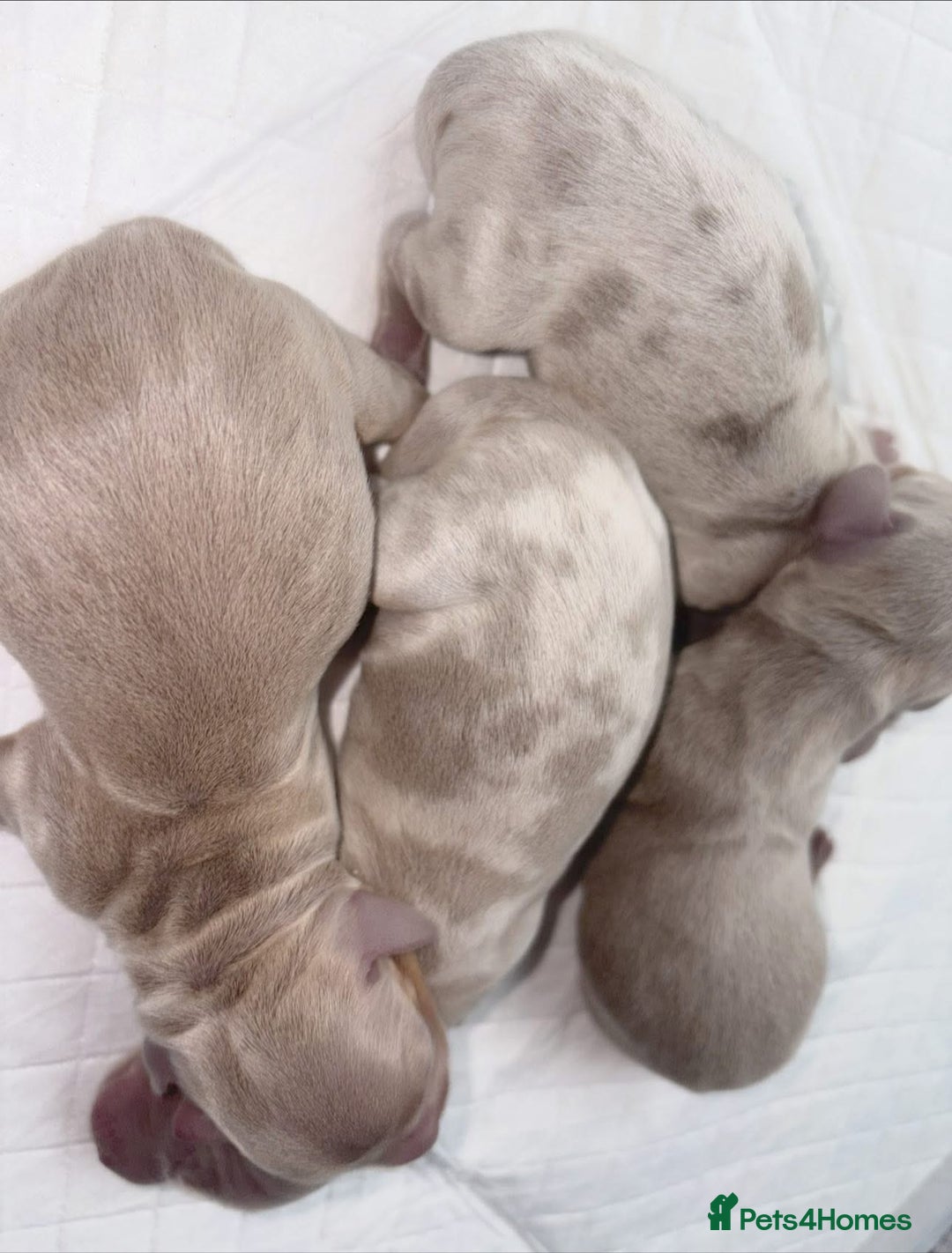 Miniature Dachshund dogs for sale: Miniature Dachshund puppy’s  - Image 3