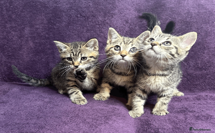 Mixed Breed cats - Advert 11