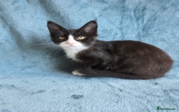 Maine Coon cats for sale: Maine Coon Kittens - Image 2