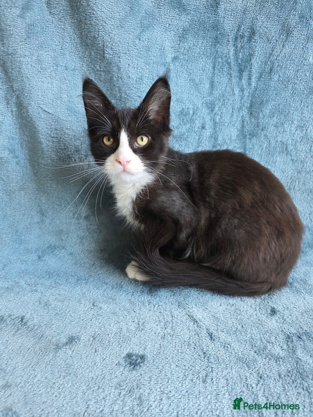 Maine Coon cats for sale: Maine Coon Kittens - Image 2