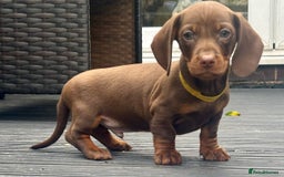 Miniature Dachshund dogs for sale: Miniature Dachshund Puppies - Image 10