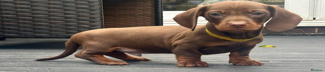 Miniature Dachshund Puppy 2