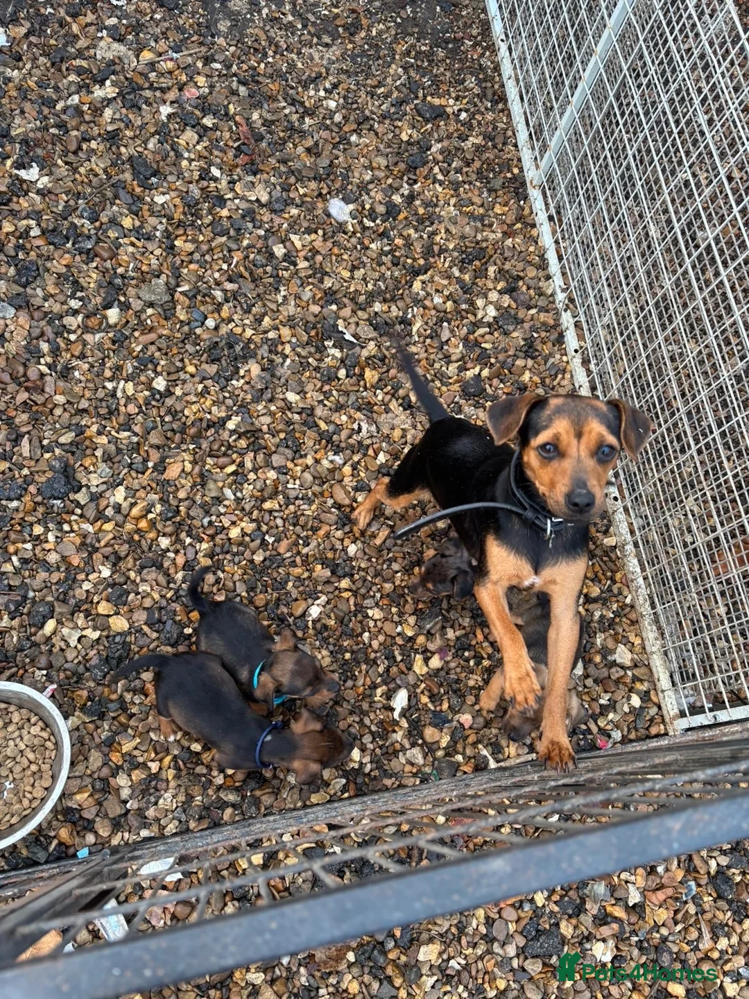 Jack Russell dogs for sale: Little cuties jack Russell  - Advert 15