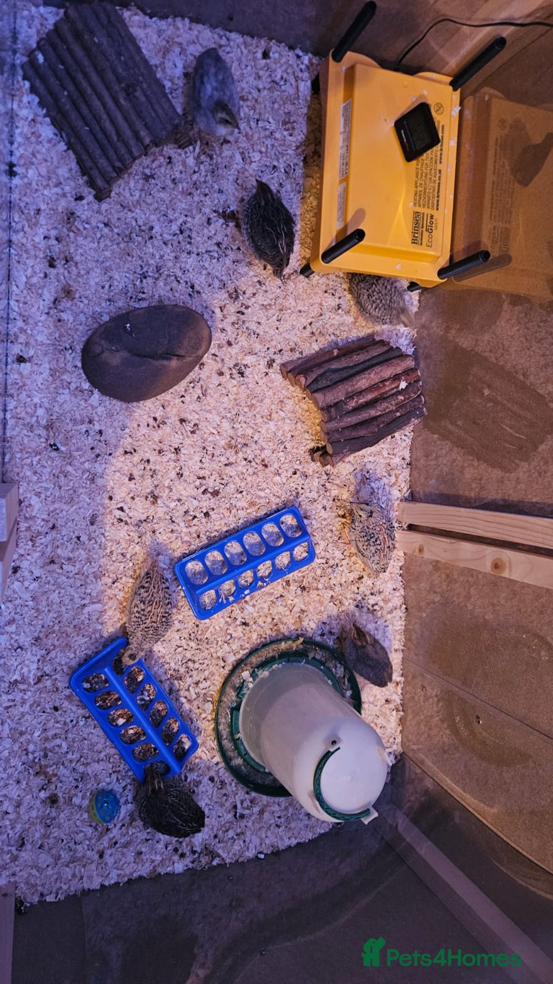 Quail poultry for sale: Beautiful coturnix quail chicks - Advert 20