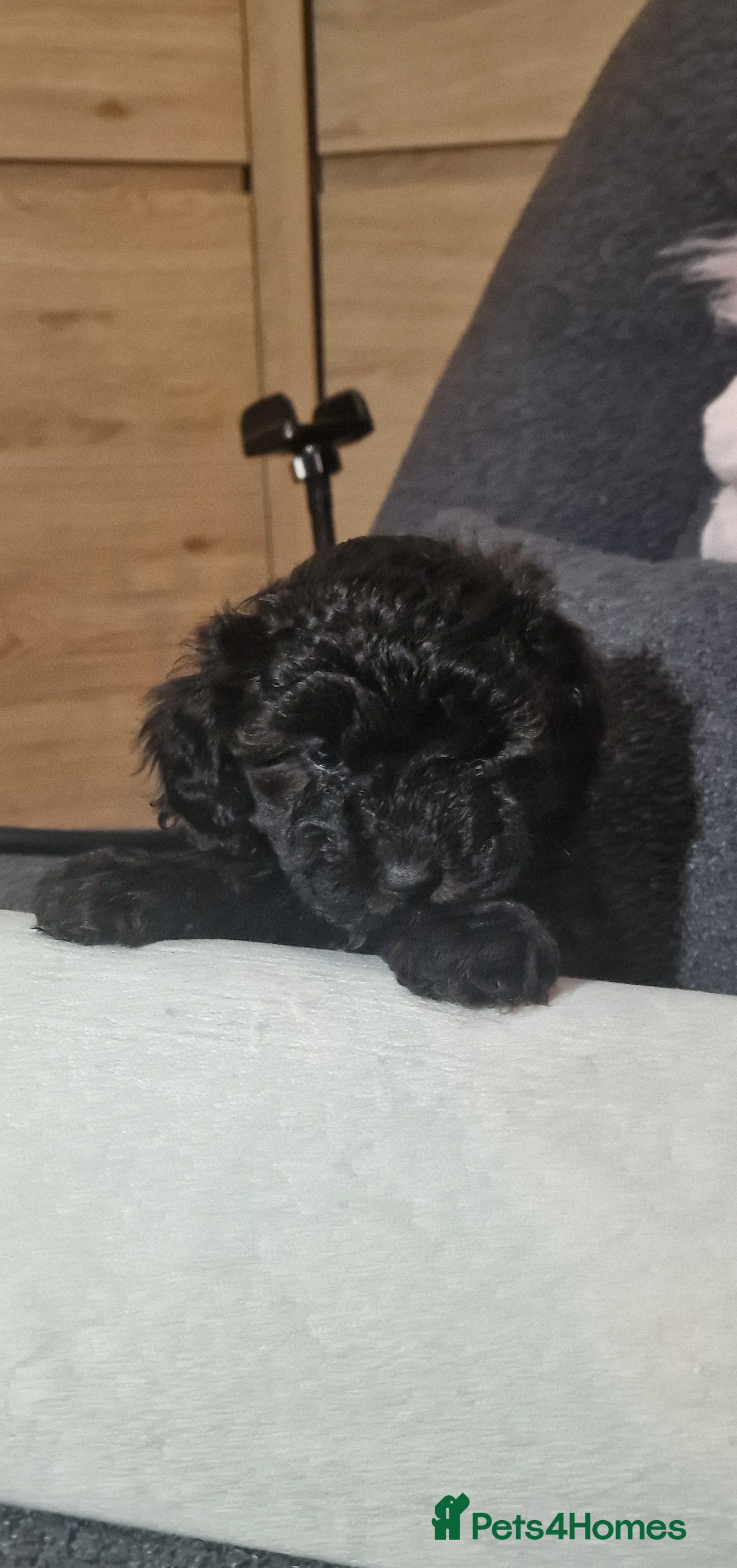 Maltipoo dogs Maltipoo 2 left - Advert 9