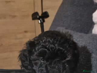 Maltipoo dogs Maltipoo 2 left - Advert 9