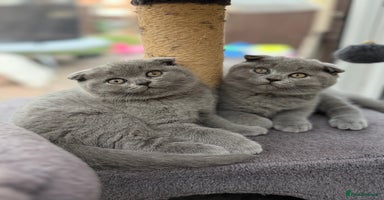 Scottish Fold cats - Advert 10