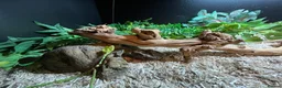 Python Snake reptiles for sale: Royal/Ball Python - with vivarium etc in Worcester - Advert 9