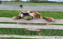 Golden Retriever dogs for sale: KC REG girl via POLICE trained dog behaviourist  - Image 4