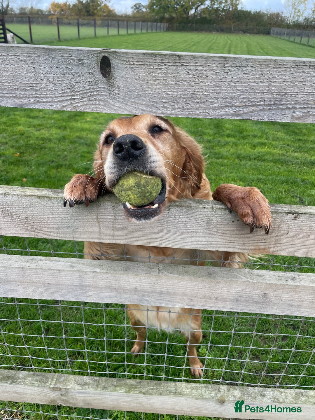 Golden Retriever dogs for sale: KC REG girl via POLICE trained dog behaviourist  - Image 4