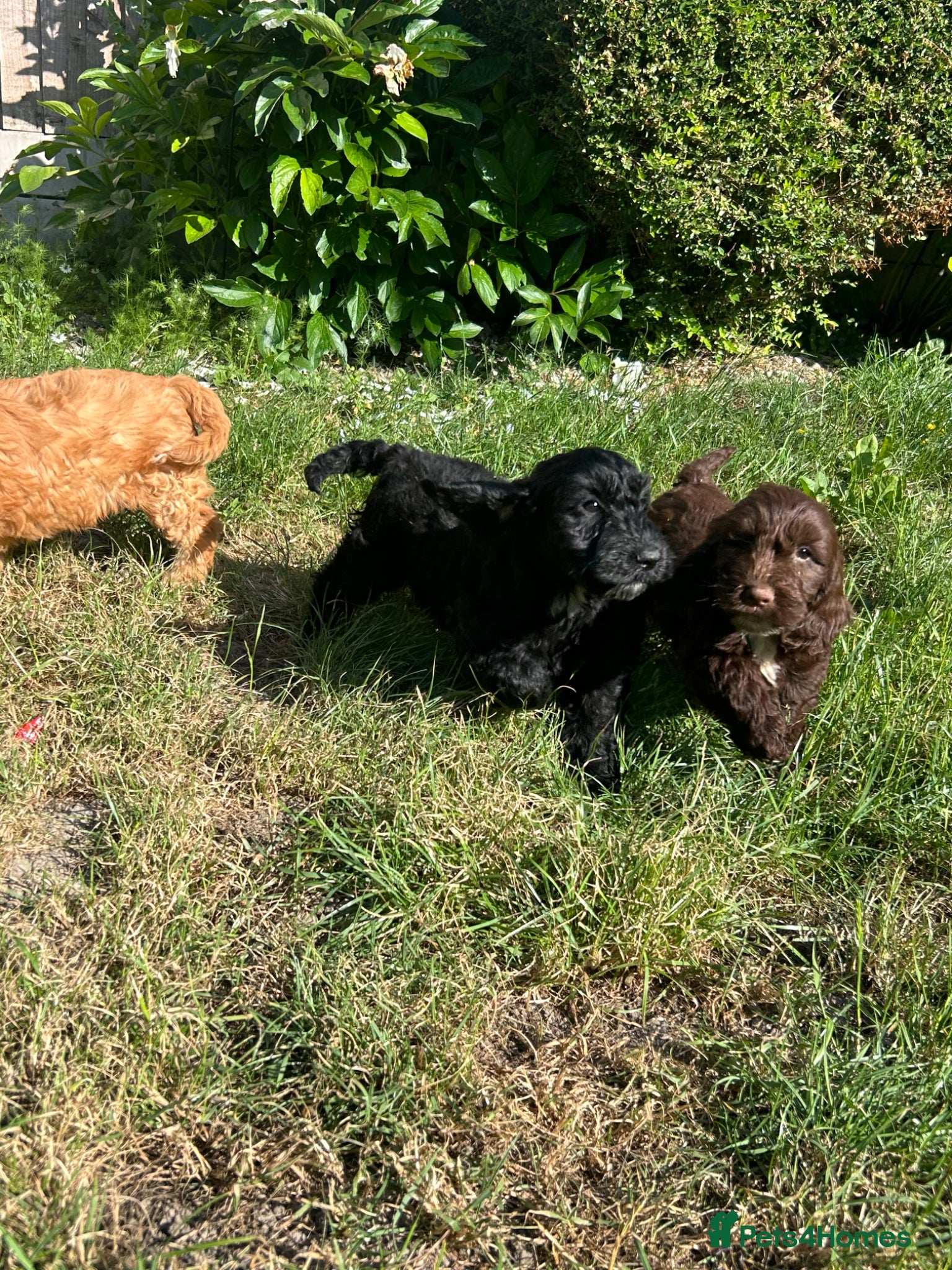 Cockapoo dogs Gorgeous Cockapoo Boys  - Advert 1