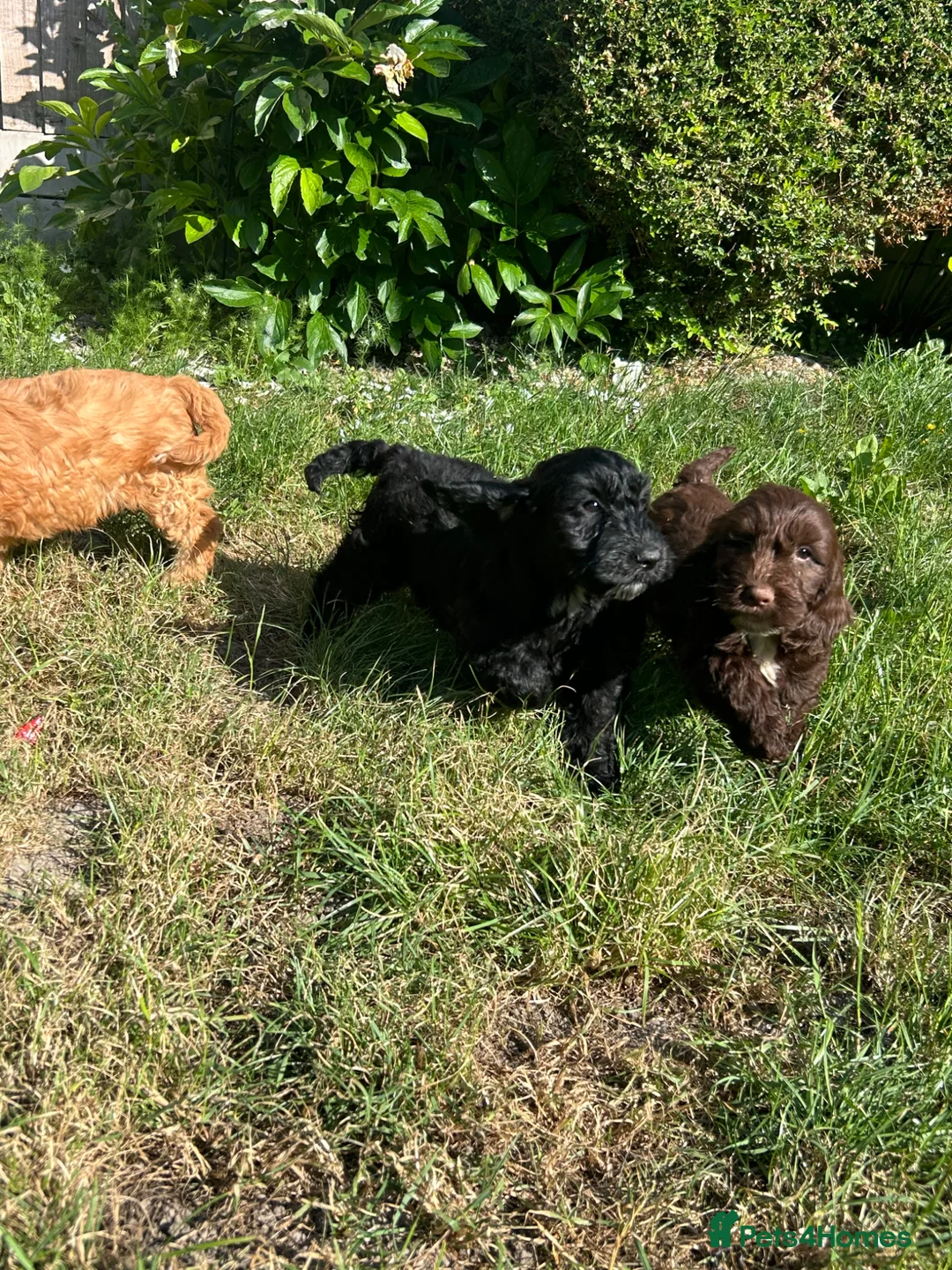Cockapoo dogs for sale: Gorgeous Cockapoo Boys  - Advert 1