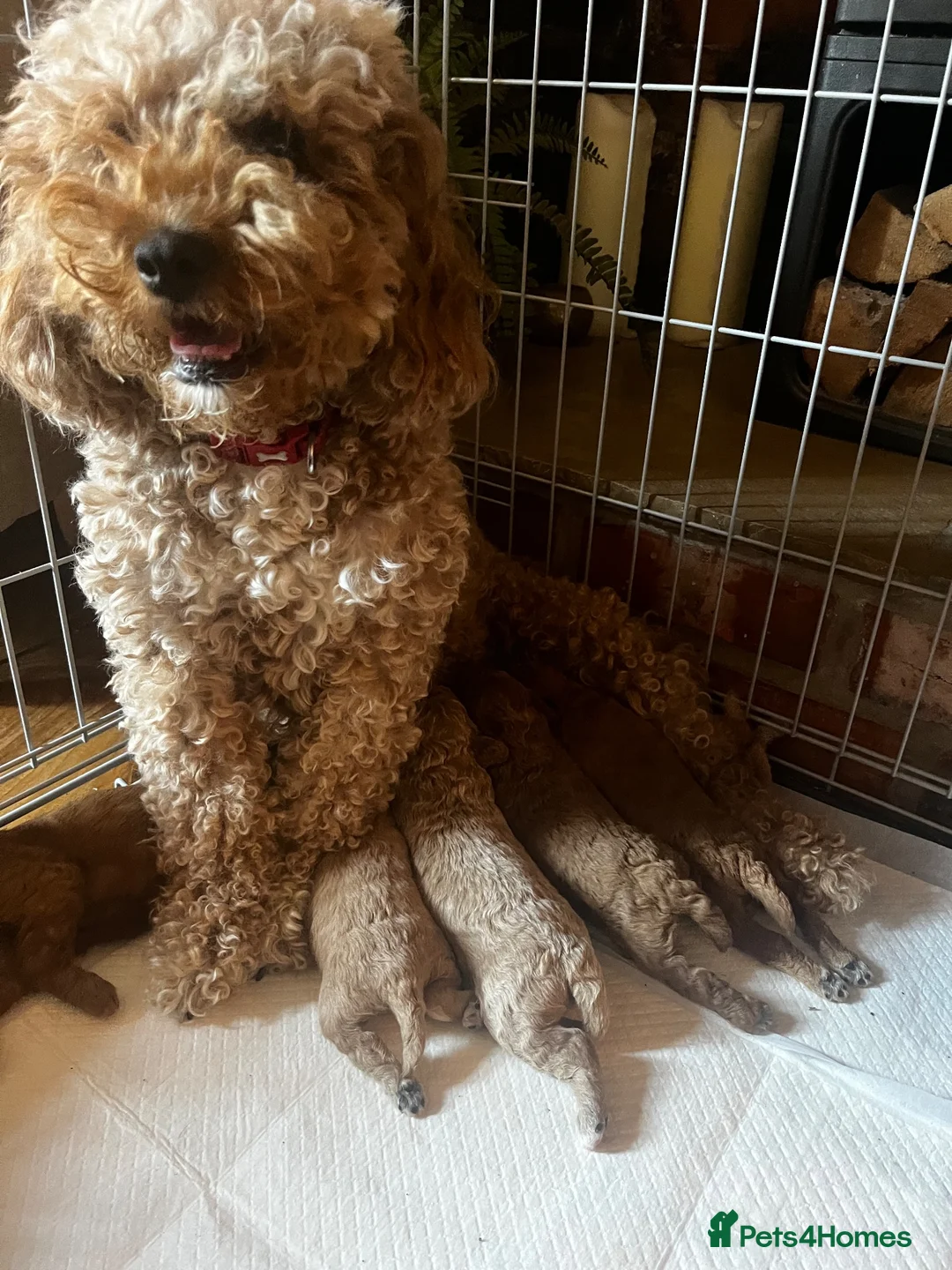 Cavapoo dogs for sale: F1B Cavapoos  3 girls left  - Advert 9