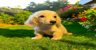 Dachshund dogs - Advert 7