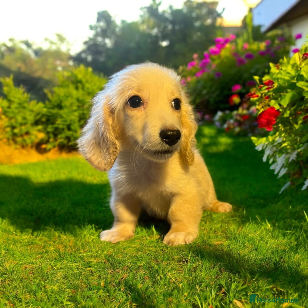 Dachshund dogs for sale: cream KC long haired miniature dachshunds for sale - Image 2