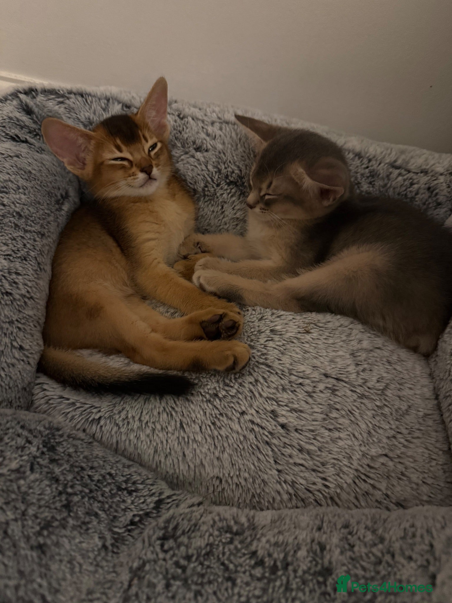 Abyssinian cats 🐾 Two Gorgeous Abyssinian Kittens 🐈‍⬛ - Advert 3