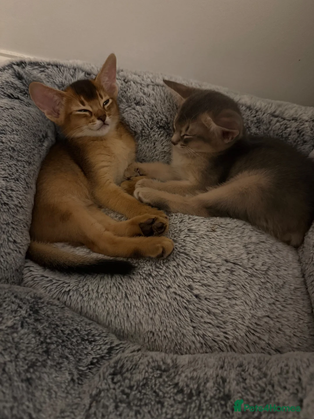 Abyssinian cats for sale: 🐾 Two Gorgeous Abyssinian Kittens 🐈‍⬛ - Advert 1