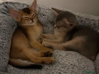 Abyssinian cats 🐾 Two Gorgeous Abyssinian Kittens 🐈⬛ - Advert 3