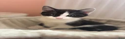 Mixed Breed cats for sale: Cute cuddly kittens for sale 8 weeks old - Advert 6
