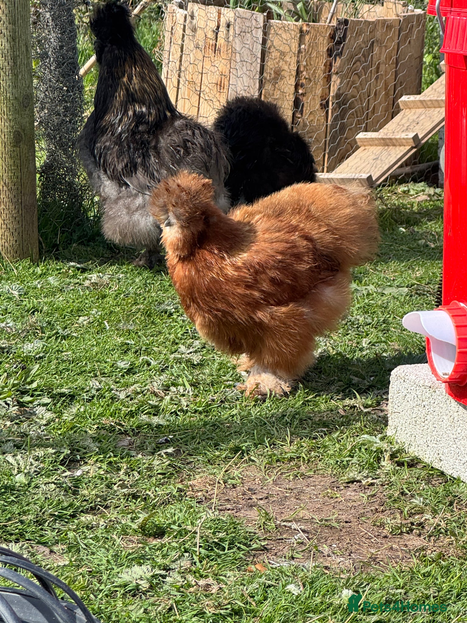 Chickens poultry Trio of unrelated silkies  - Advert 1