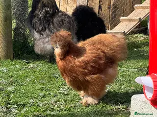 Chickens poultry Trio of unrelated silkies - Advert 1