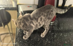 Bengal cats for sale: Purebred Silver and Snow bengals babies.  - Image 4