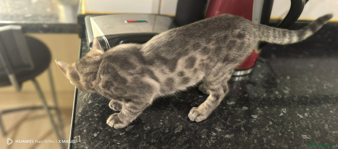 Bengal cats for sale: Purebred Silver and Snow bengals babies.  - Image 4