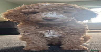 Cavapoo dogs - Advert 12