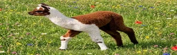 Alpaca livestock for sale: A very special breeding group of 16 alpacas - Advert 2