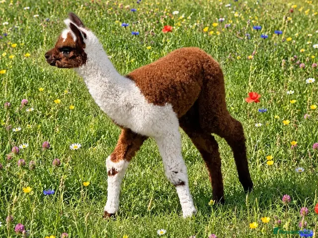 Alpaca livestock for sale: A very special breeding group of 16 alpacas - Advert 2
