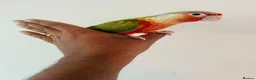 Conures birds for sale: Hand reared conures for sale  - Advert 16