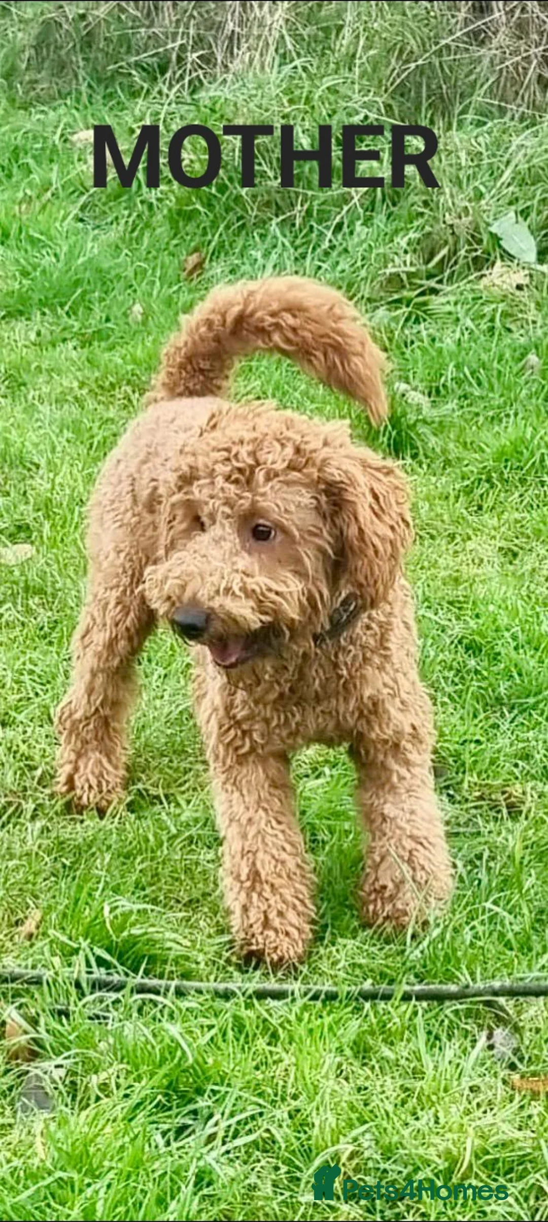 Labradoodle dogs for sale: Labradoodle Fox Red ❤️ Health Check - Advert 22