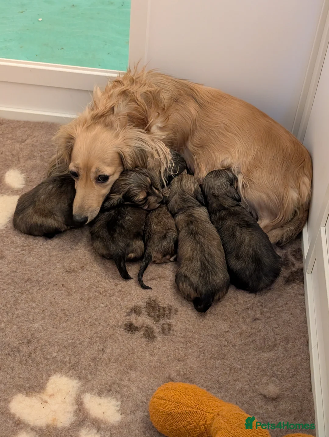 Miniature Dachshund dogs for sale: Miniature Dachshund long haired  - Advert 1