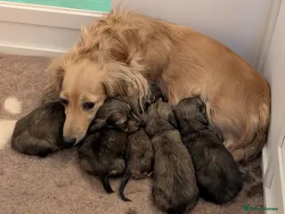 Miniature Dachshund dogs Miniature Dachshund long haired - Advert 1