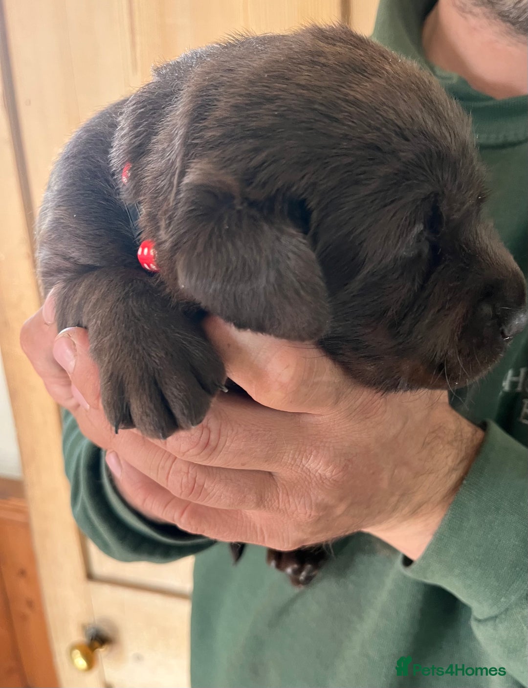 Labrador Retriever dogs for sale: Fully health tested working chocolate Labradors. - Image 4