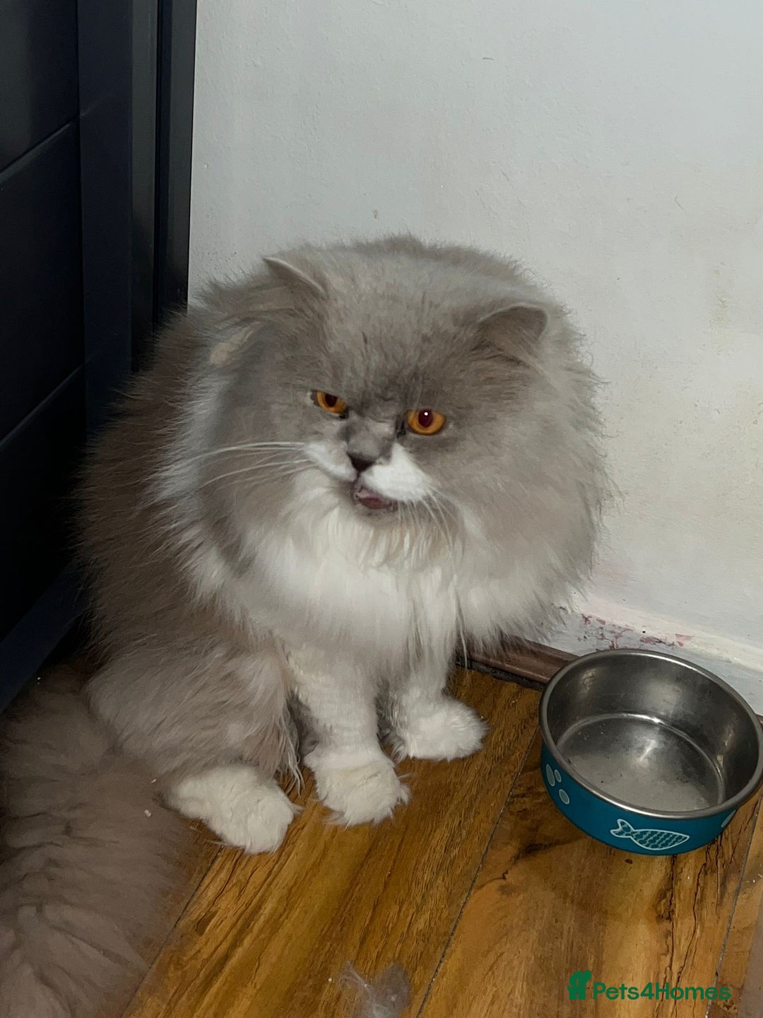 British Longhair cats for sale: Beautiful Cats for Sale – Loving Homes Only - Advert 1