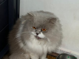 British Longhair cats Beautiful Cats for Sale – Loving Homes Only - Advert 18