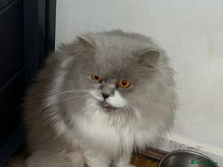 British Longhair cats Beautiful Cats for Sale – Loving Homes Only - Advert 1